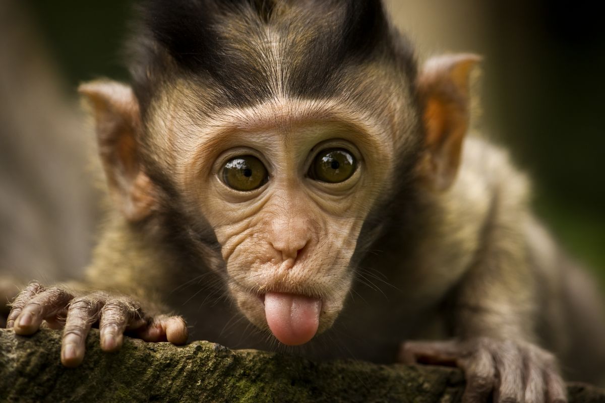 monkey3d